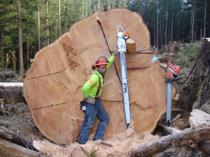 The Right Chainsaw For The Job